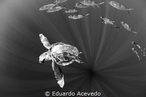 Caretta Carreta turtle in open ocean. by Eduardo Acevedo 